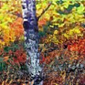 Gogh FAA 07